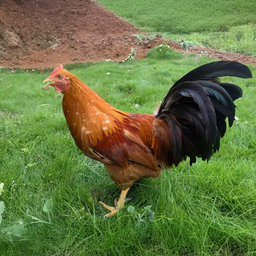 原种灵山香鸡阉鸡山林放养365天总净重3到3.5斤 顺丰包邮到家