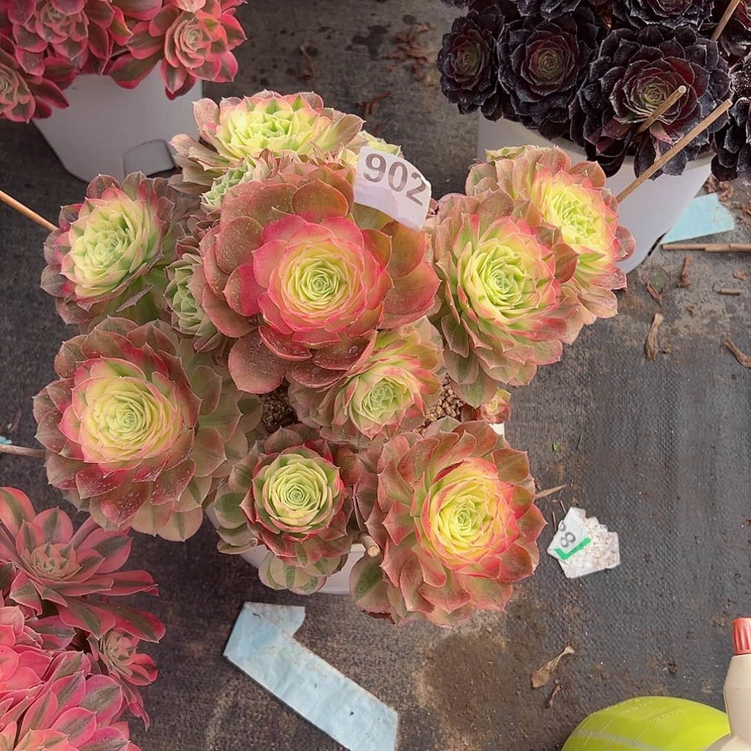 902玉资法师多肉植物