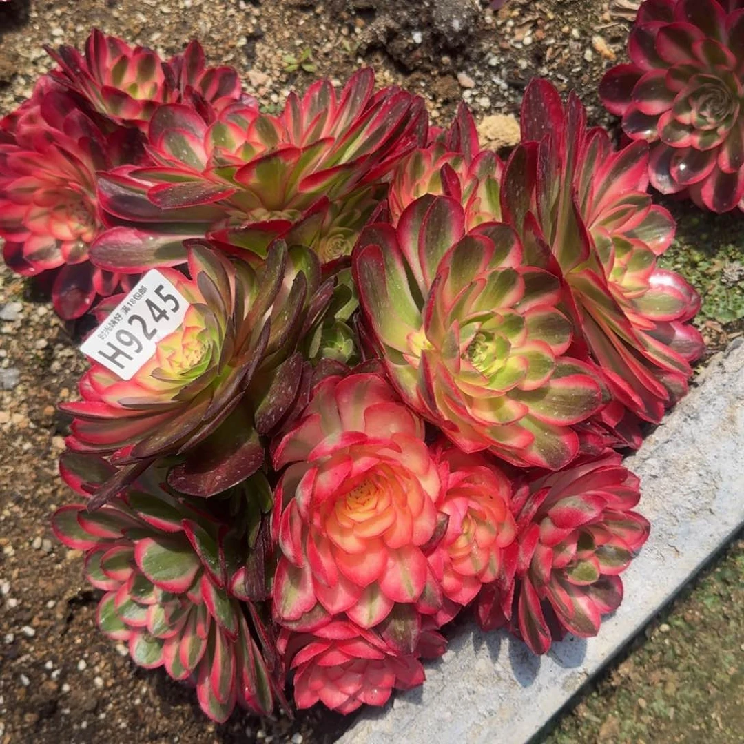 9245荔枝多肉植物