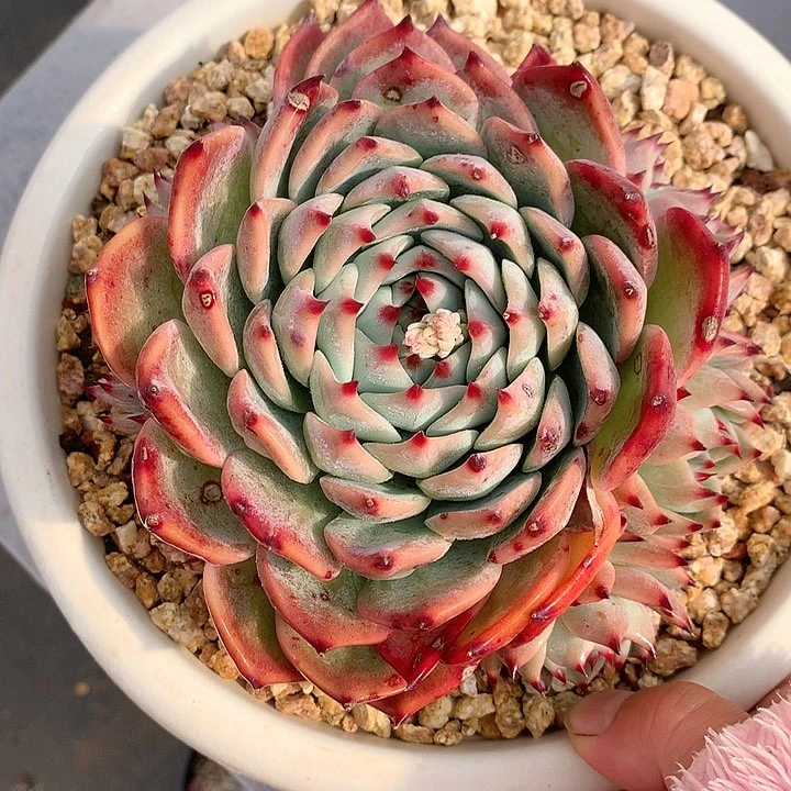 多肉植物一物一拍