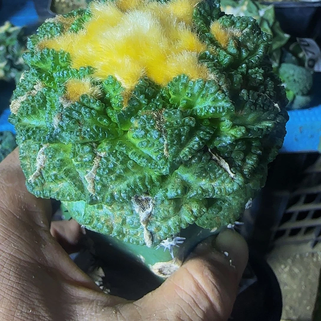 金毛龟甲502仙人球开花