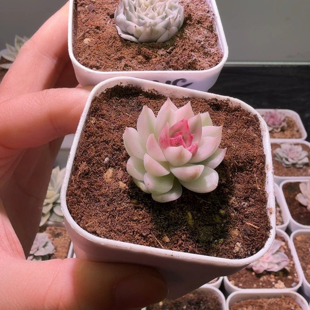 云***l夜莺  天鹅绒杂锦植物一物一拍