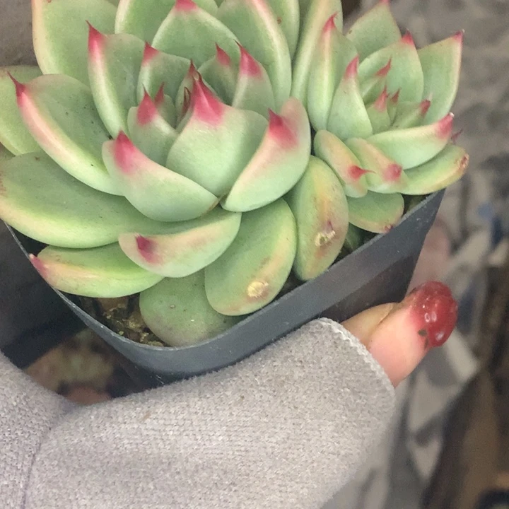 托斯卡双 （不满9.99发空盆冷地区不拍保温扣3.9多肉）