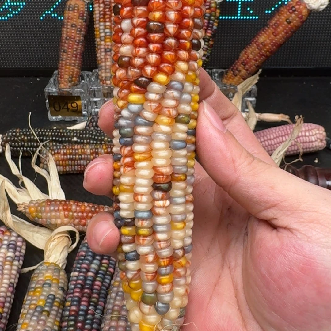 柏香籽/百香籽吊坠柚***檬