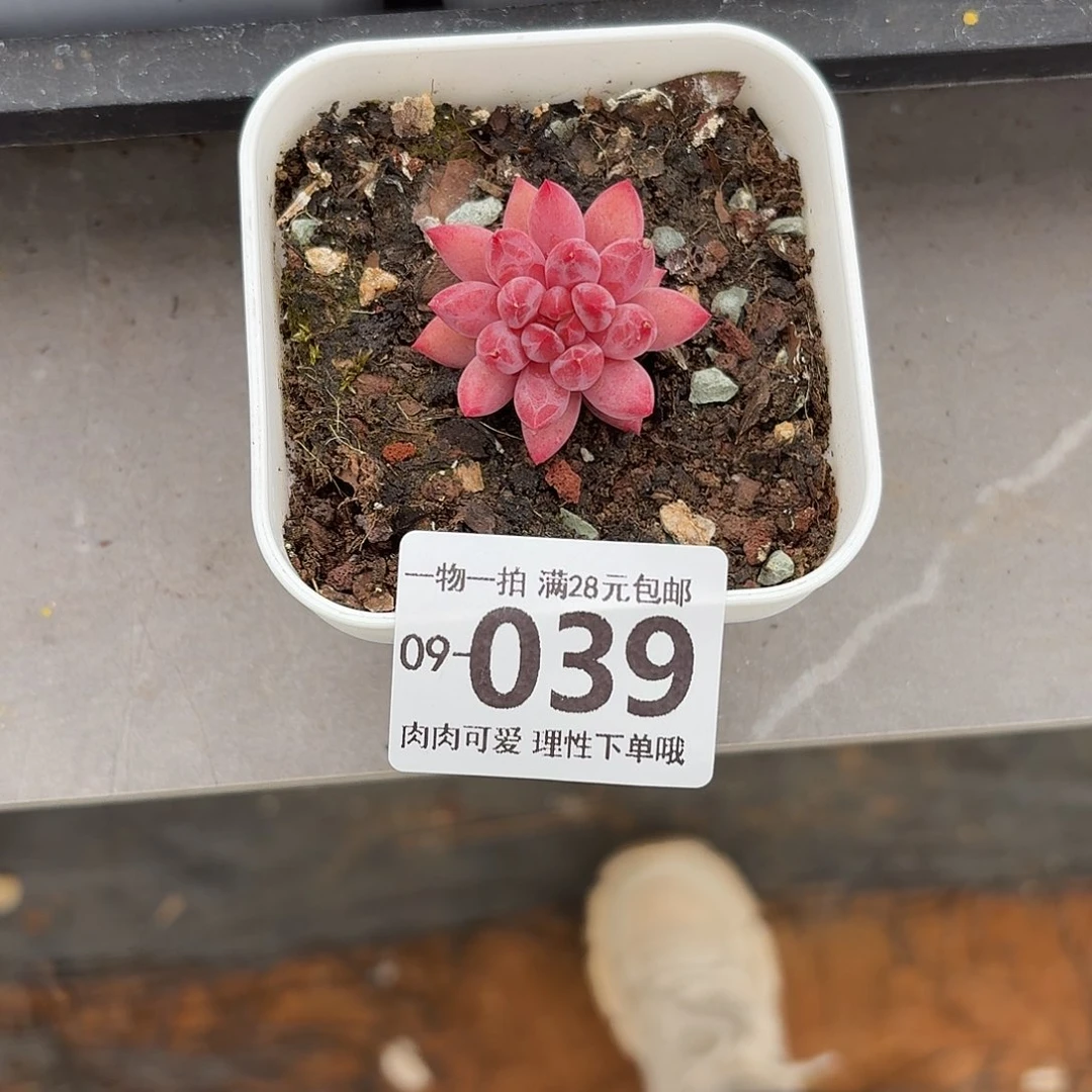 金鱼姬无无盆土发货无盆土发货无，