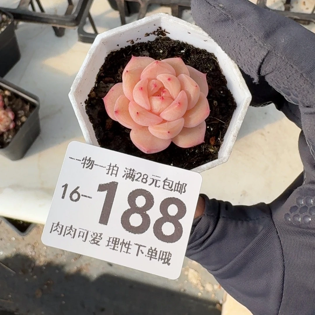 水果糖无盆土发货
