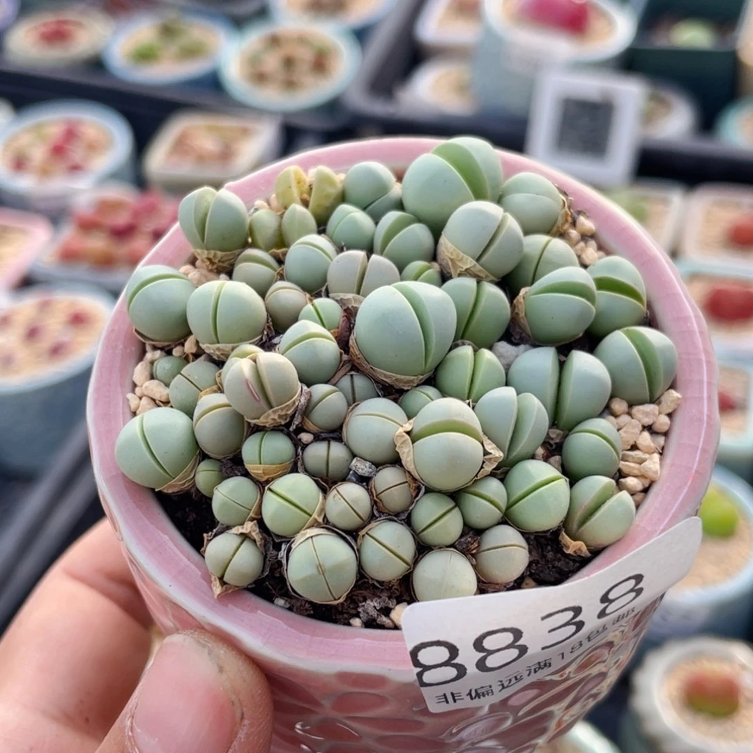 无花朵8838--一物一拍 带盆