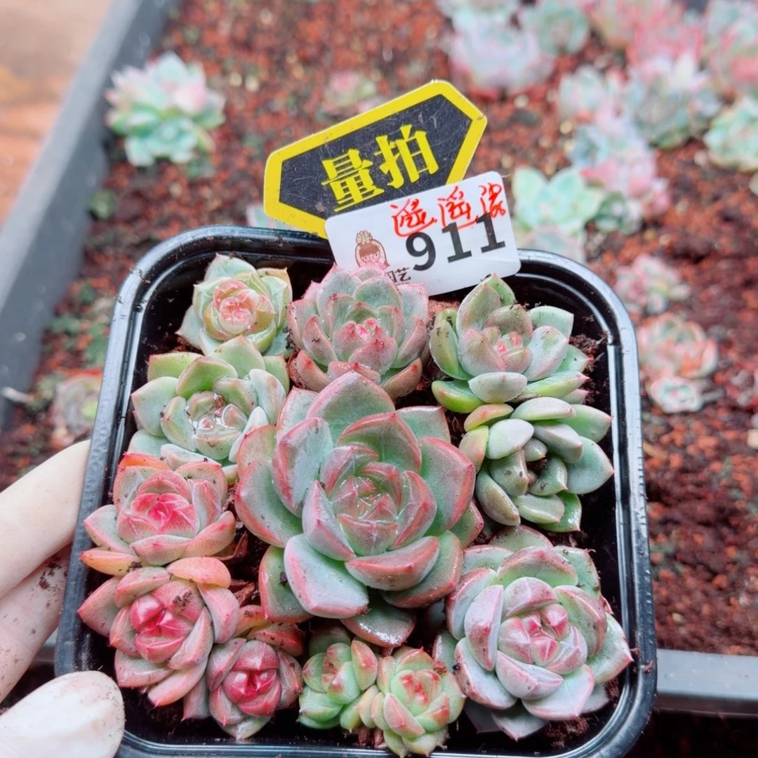 多肉植物多肉植物