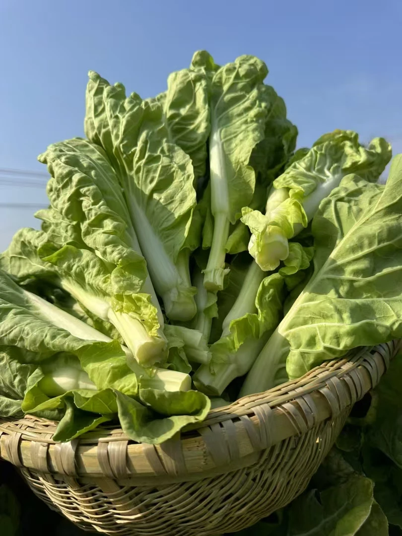 湖北农家露天种植新鲜白菜苔时令蔬菜现摘现发