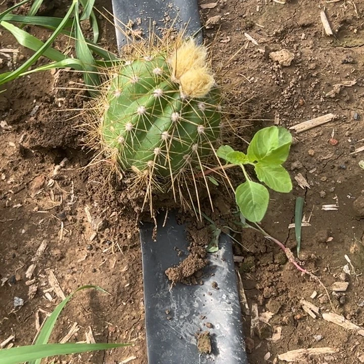 天*乐仙人球白牡丹根瑕疵带花1