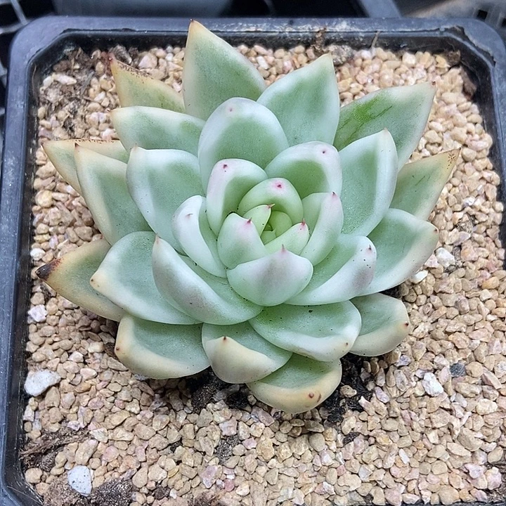 雪白玛丽亚锦多肉