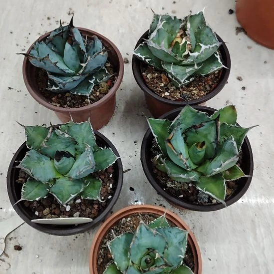 君***下仁王冠龙舌兰组合多肉