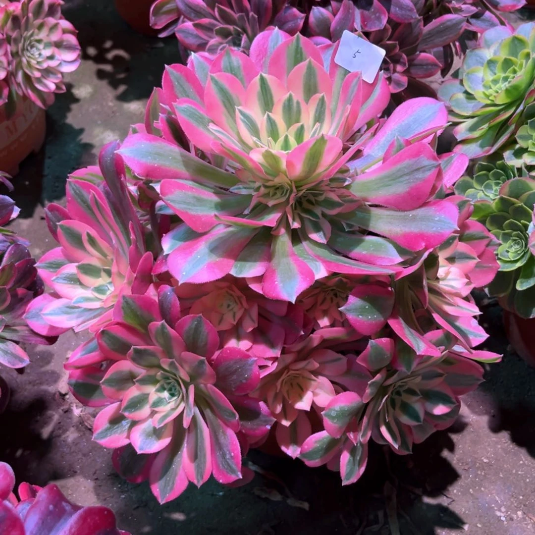 小**?多肉女巫005