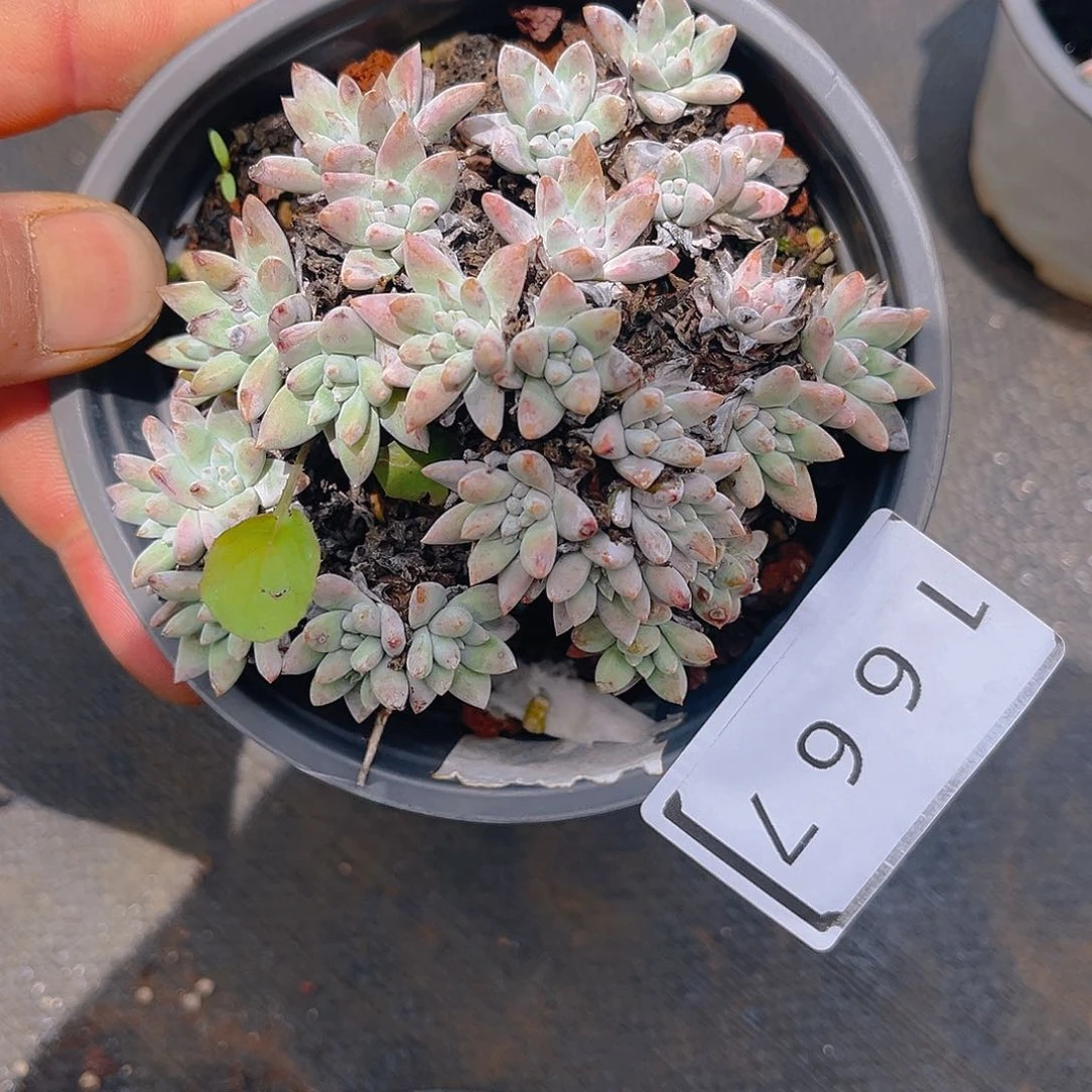 白菊多头老桩1667