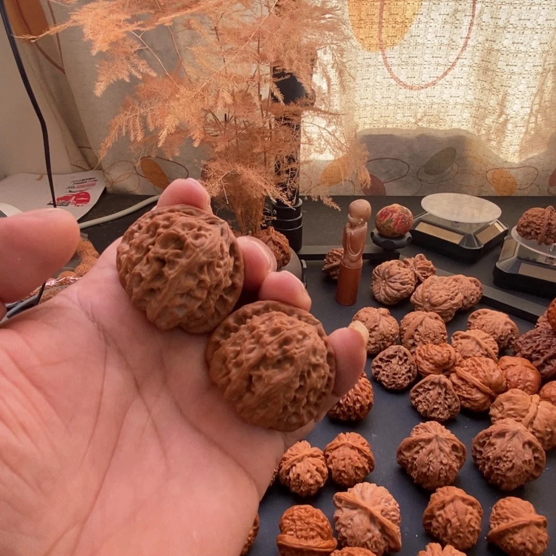 蒔***戈白狮子旭哥家白狮子，有点小黄