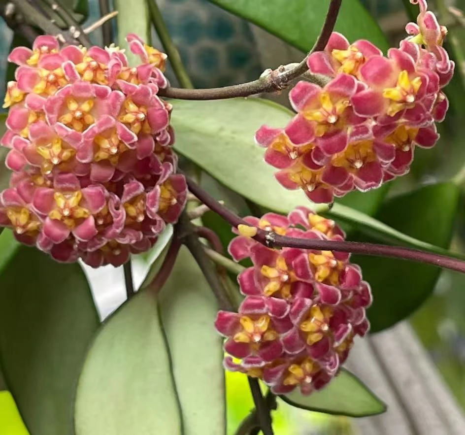 【李先生】戴维德~球兰可做垂钓室内观赏绿植