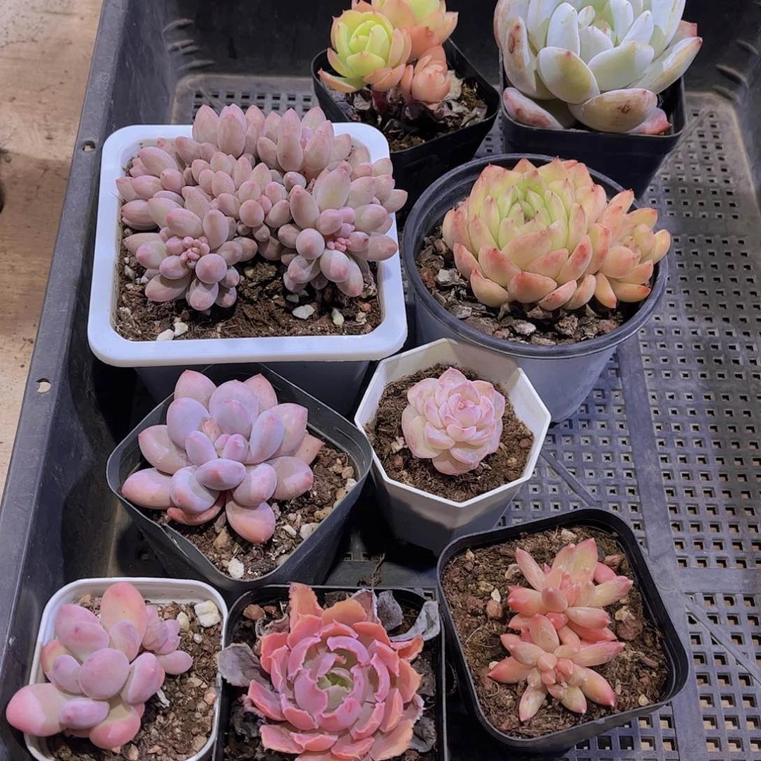 多肉245多肉植物