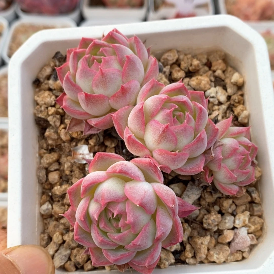 精品多肉一物一拍237