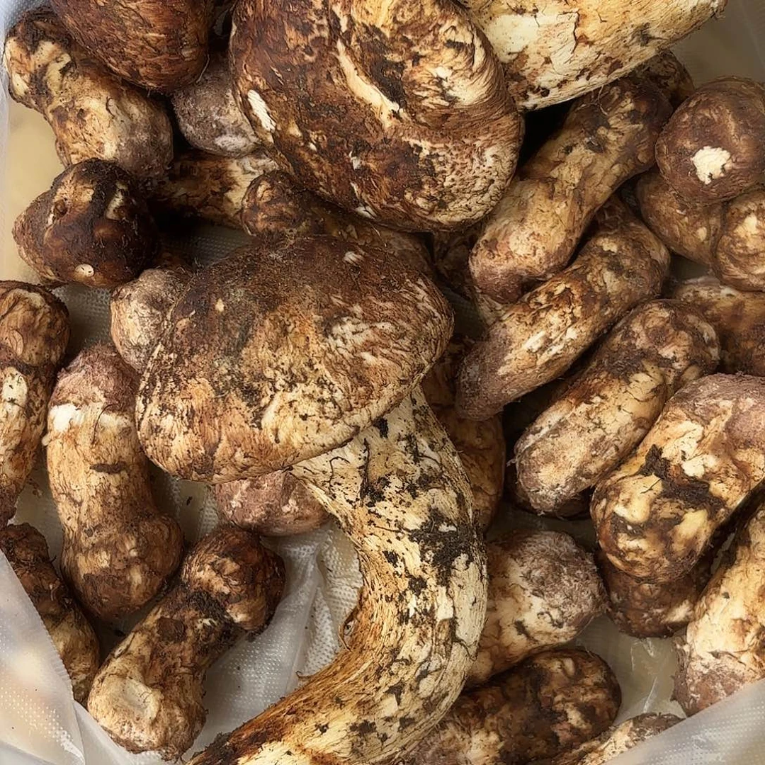 熙***心云南南华野生菌中国大陆