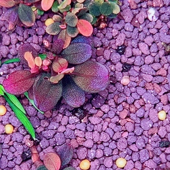 辣椒榕经典花溪海水草