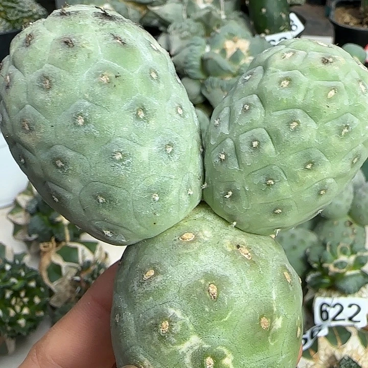 无花朵米奇鹅蛋670