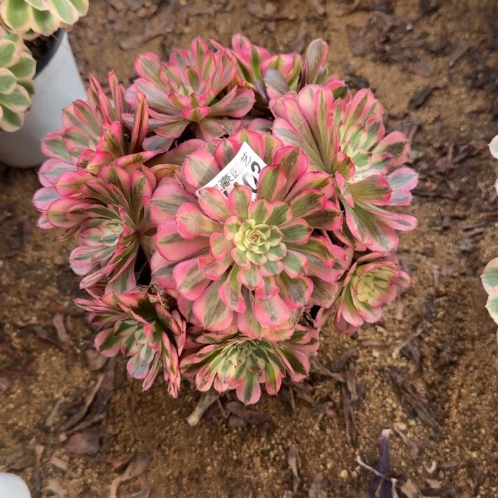 403白月光官服20左右2