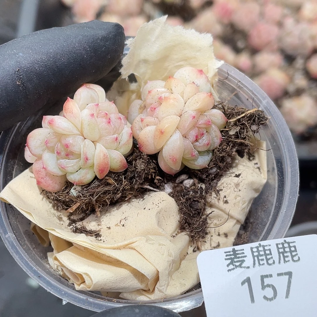 悠***悠157。定。