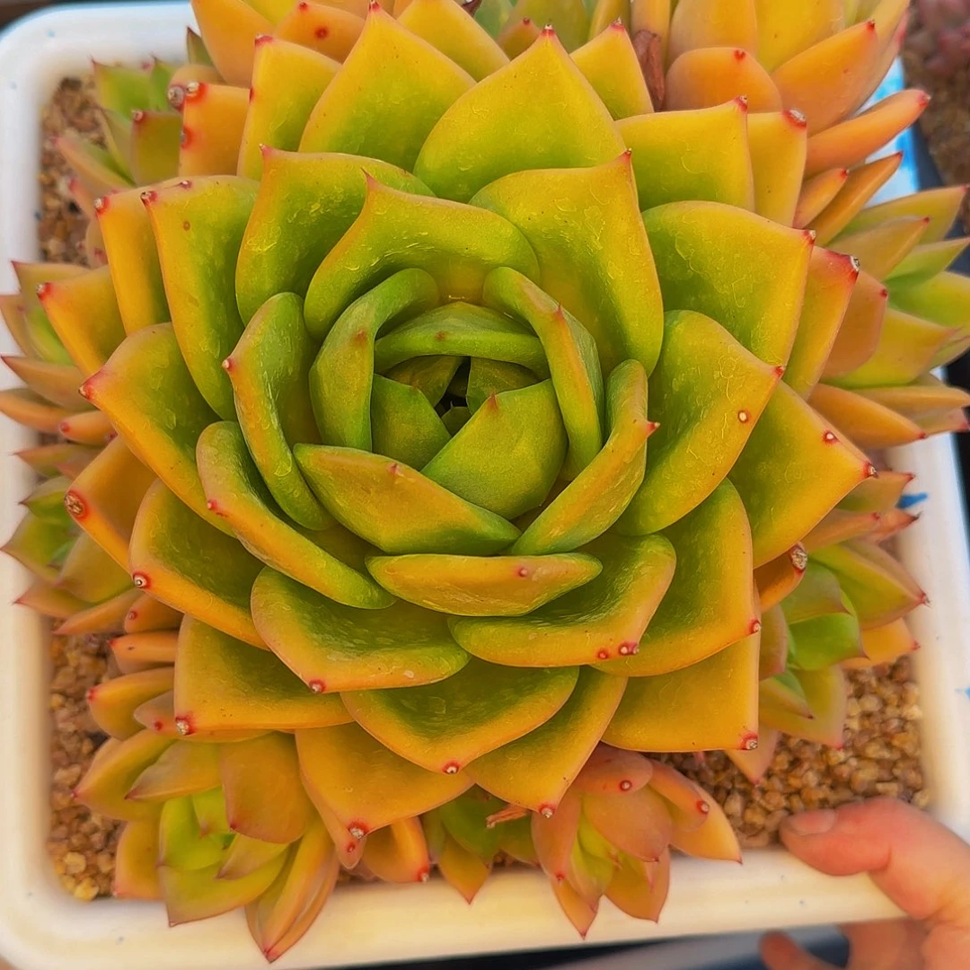 茶***明他哈怕他啦爸爸吧