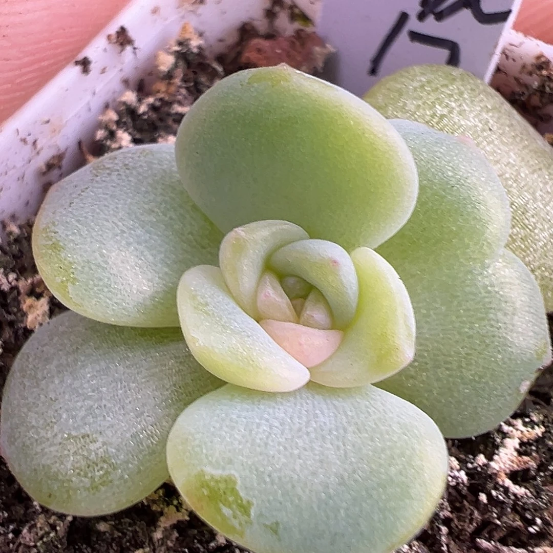 新品 风花17。