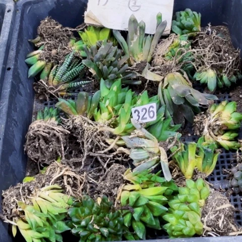 326丑雨露一筐一物一图如图