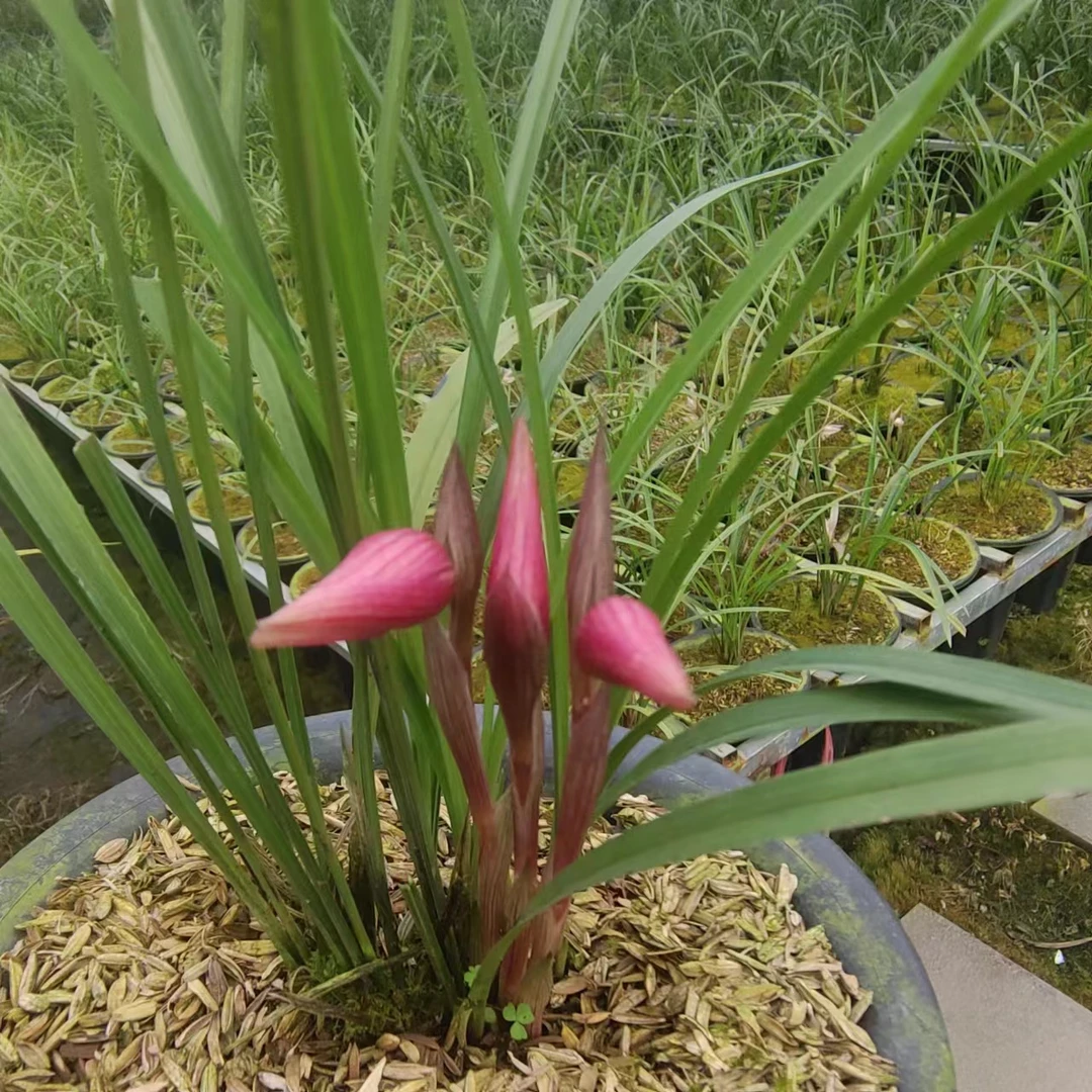 兰花春兰浓香型绿植盆栽