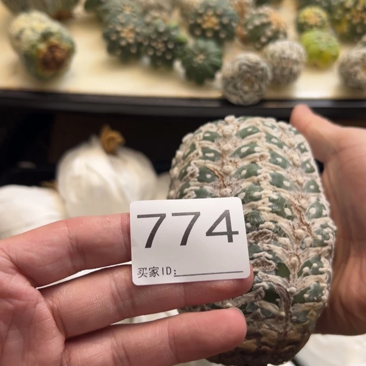 顽***夫兜星球仙人球774号