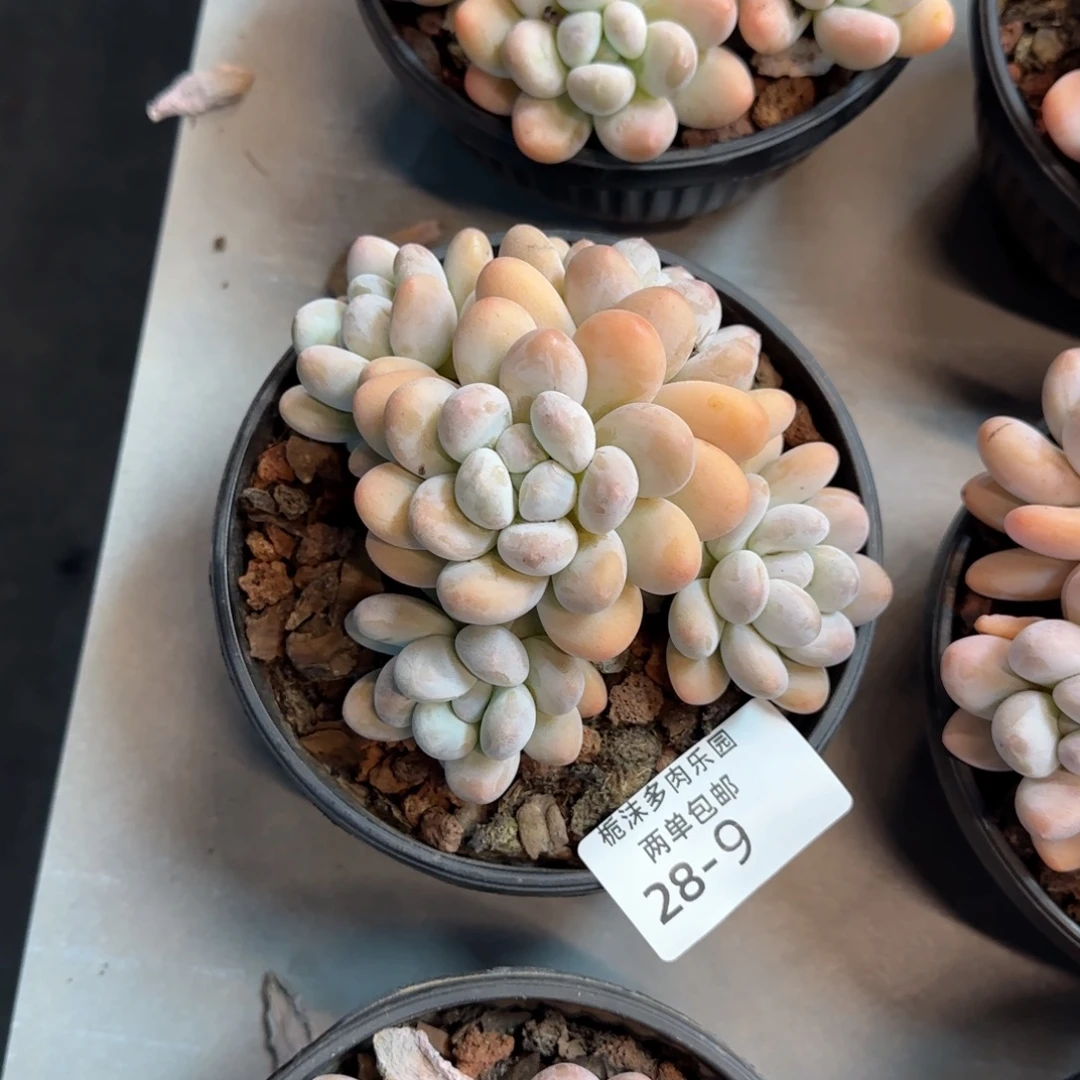 小***七28.-9香水多肉植物