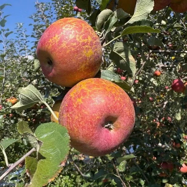 中通快递【大凉山丑苹果5斤】离城市最远离太阳最近甜爆表四川省