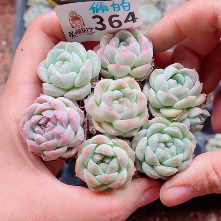 多肉植物多肉植物