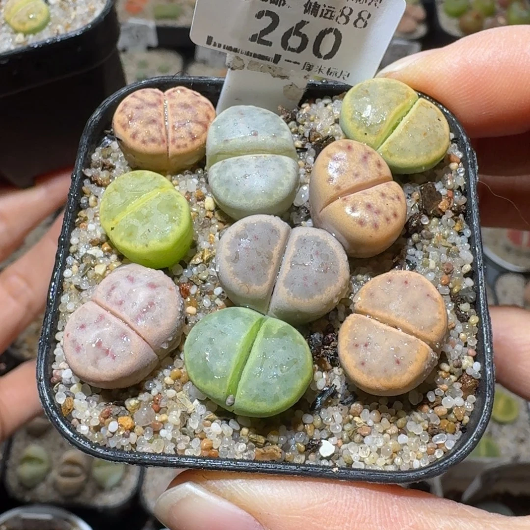 Sss精品清仓款260