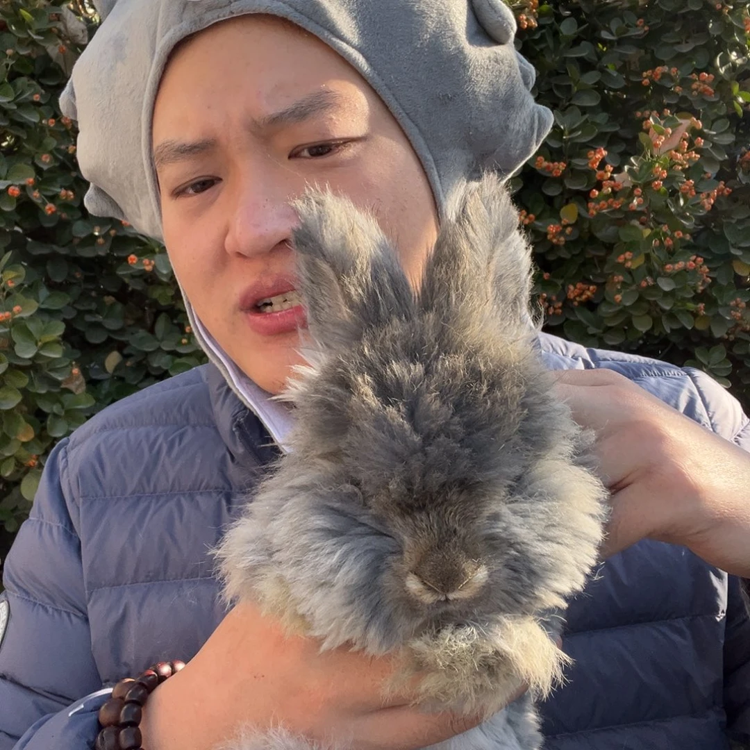 宠物兔英系安哥拉兔