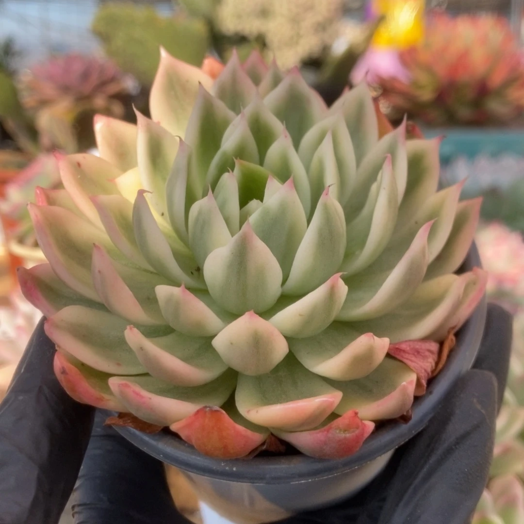 635蝴蝶飞锦锦锦锦锦