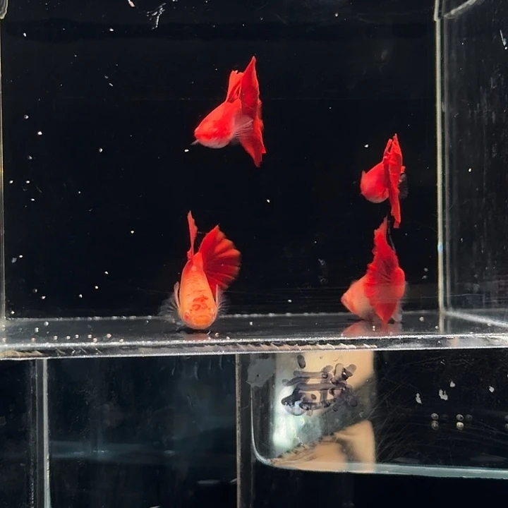 孔雀鱼血红大背两对