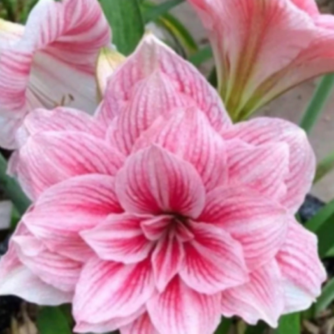 越南朱粉色2进口朱顶红切球少量包对版