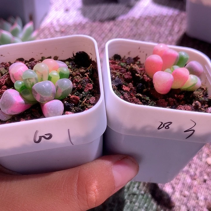 ****子五十铃玉锦锦锦两颗