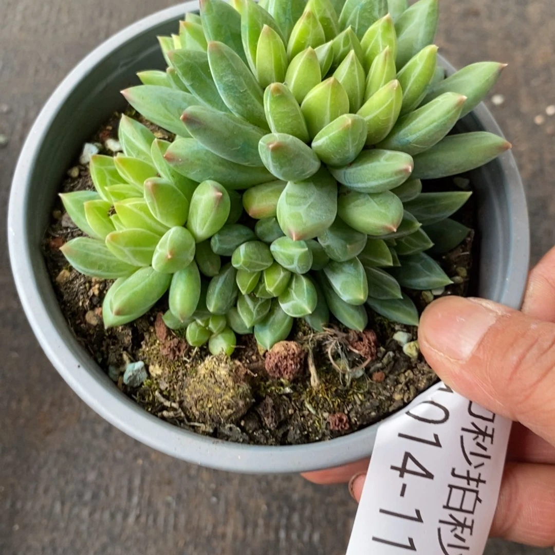 两单包邮1014-111钻石克拉