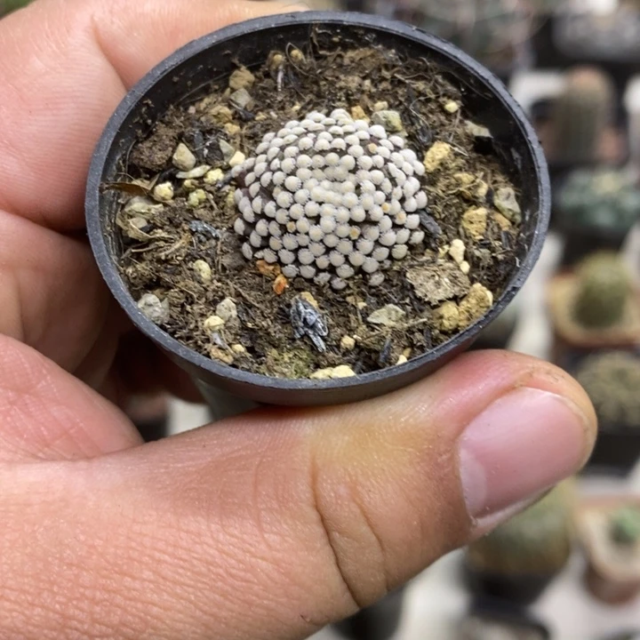 松针牡丹特价福利