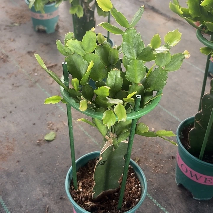 当前无花栽培后可以开花