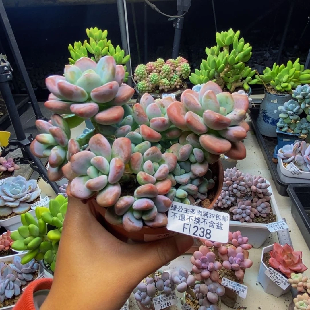 238樱花洛神多肉10c m