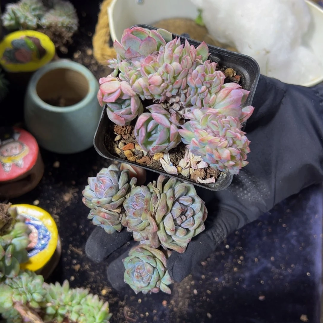 德*两颗 天天开心 天天开心