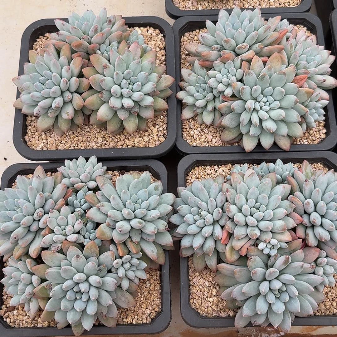 沃版大叶奶糖整无砍群生