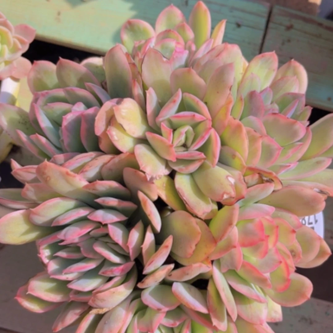 【闪购商品】绮罗锦1788