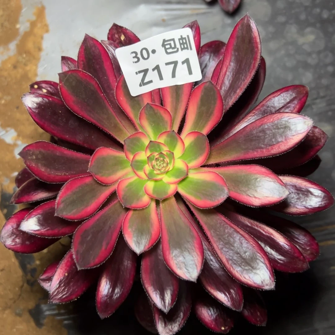 171香奶奶多肉法师