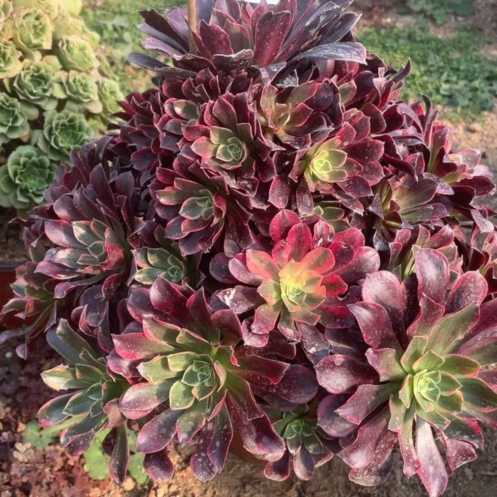 604多肉植物金丝雀